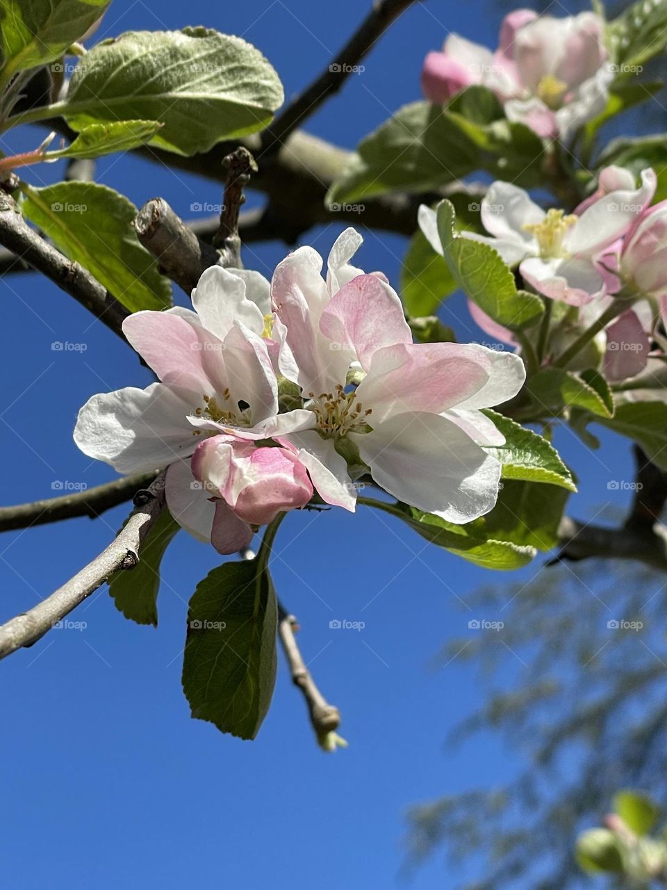 Apple tree blossom