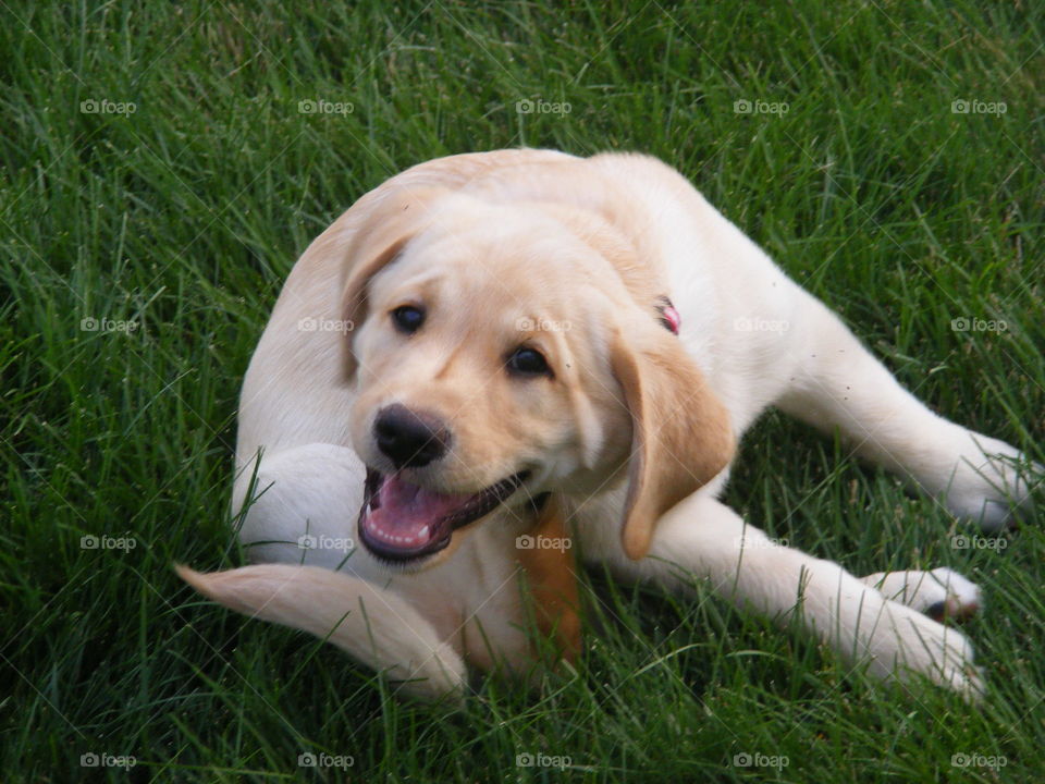 He is an 8 week out Labrador retriever.