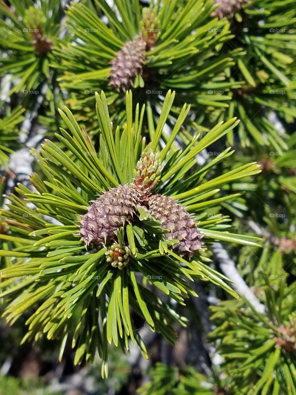 pinecone perfection