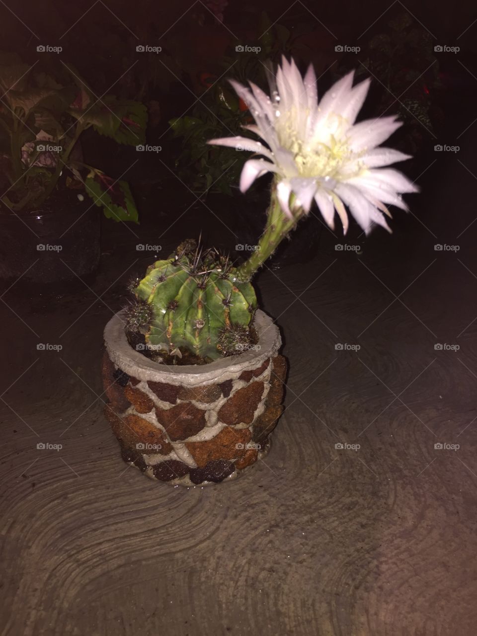 Cactus with their flower 
