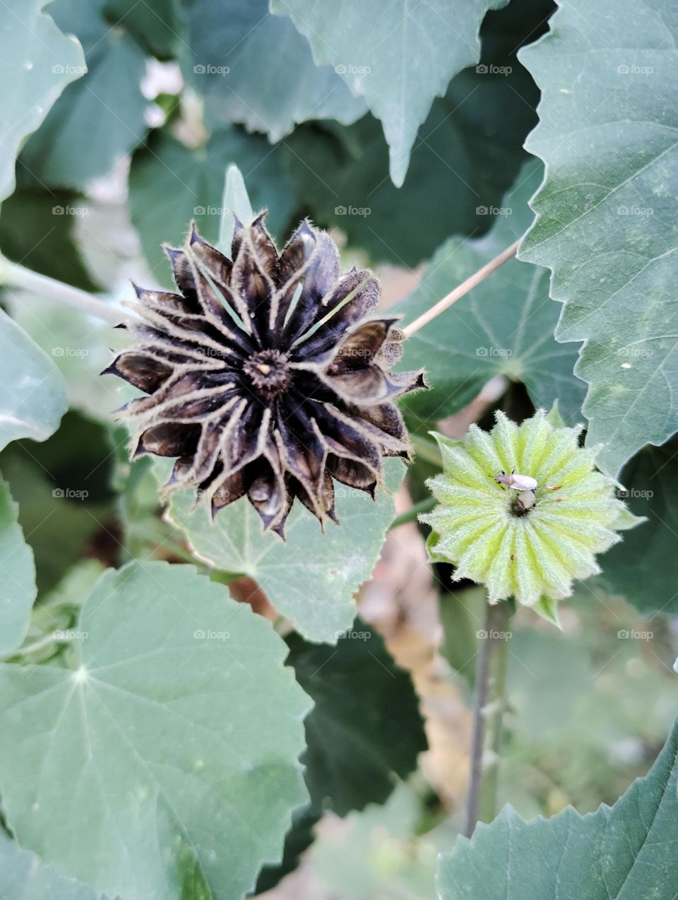green and black flower seasonal fresh shurb small size looks very beautiful generally found everywhere