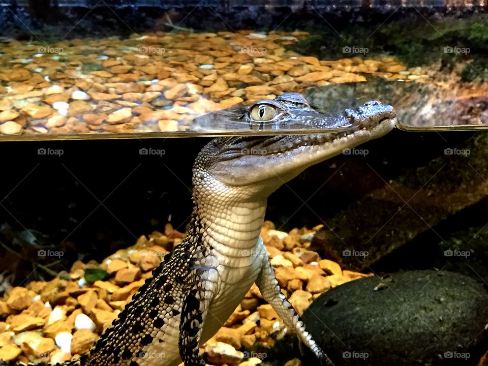 A caiman lurks under the water with only his eyes and nose poking above the water surface. He's not fooling anyone though. The tank glass and water are both clear!