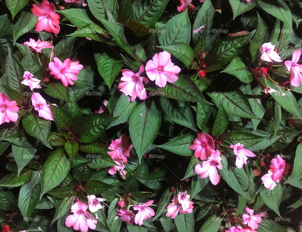 🌹 🇺🇸 Very beautiful flowers to brighten our day.  Live nature and its beauty. Did you like the delicate petals? / 🇧🇷 Flores muito bonitas para alegrar nosso dia. Viva a natureza e sua beleza. Gostaram das pétalas delicadas? 