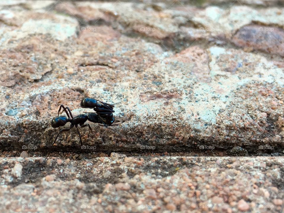 Ant carrying dead ant crawling  along crevice 