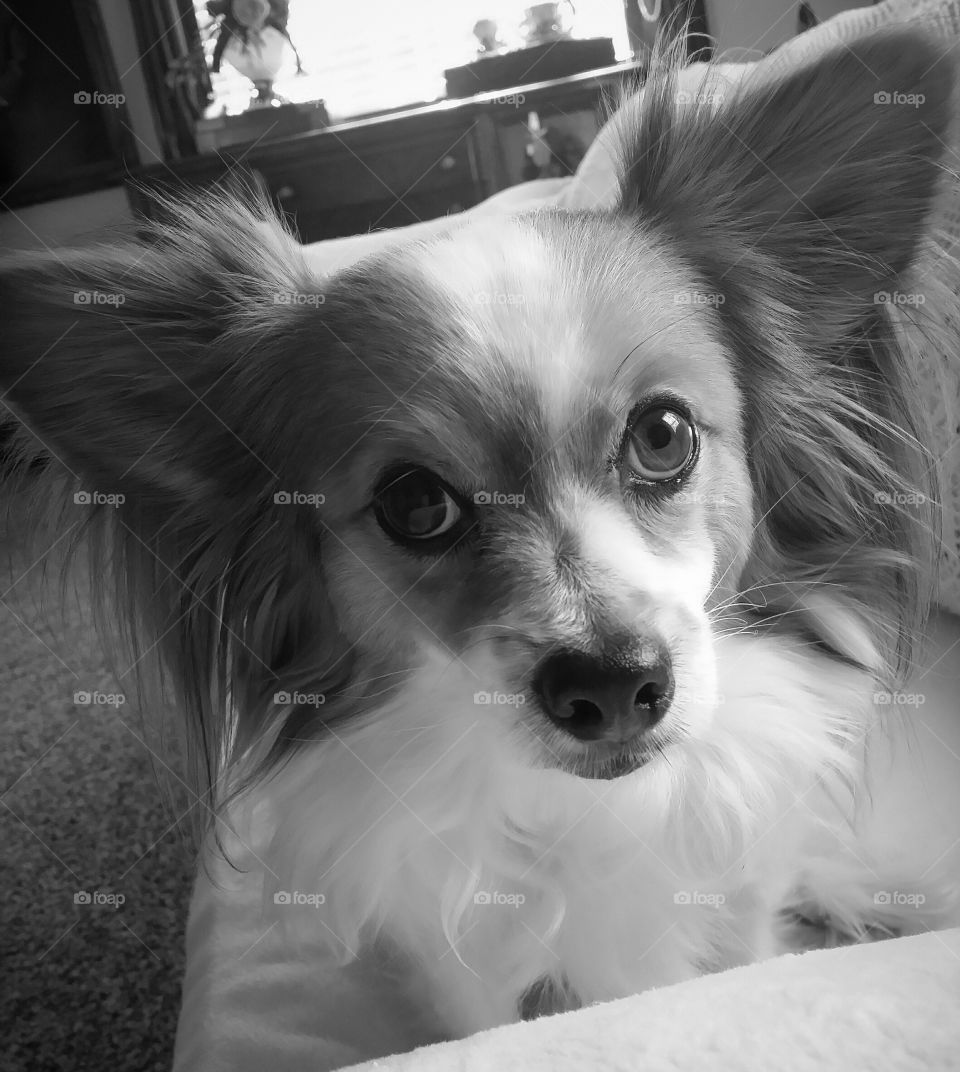 Black and White Papillion