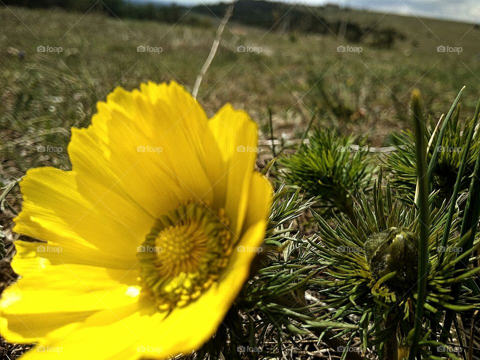 Adonis spring blooming piedmont regions of Crimea