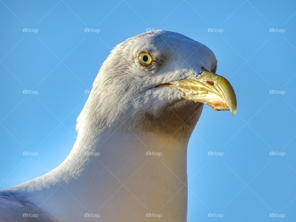 Seagull close up