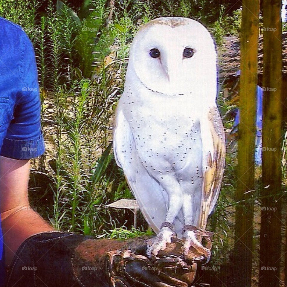 Owl, Bird, No Person, Nature, Raptor