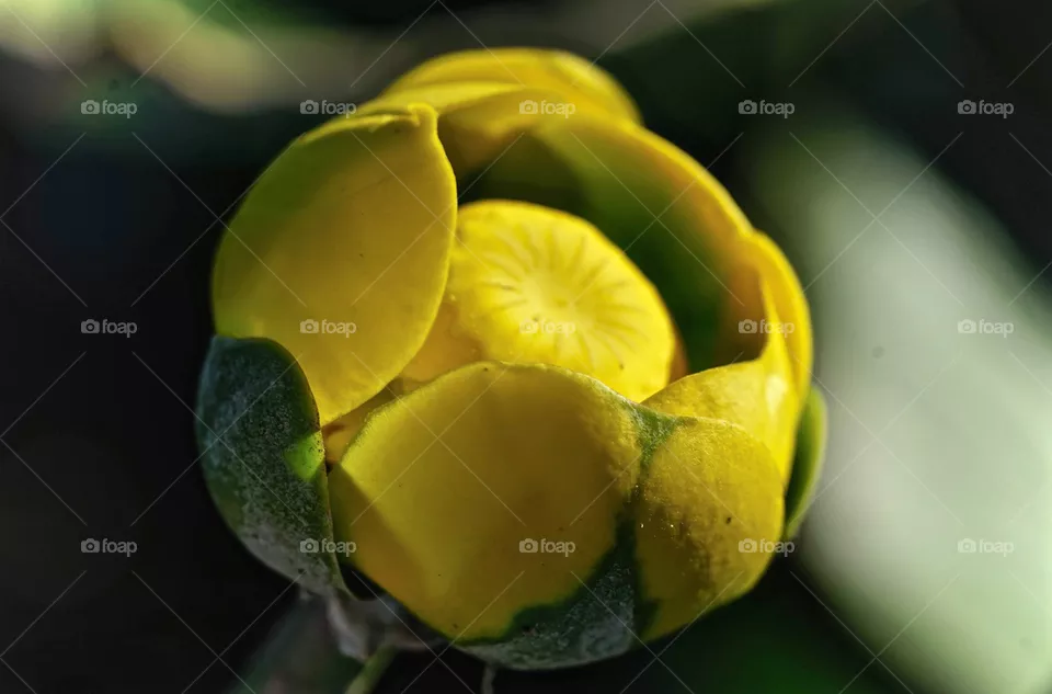 Summer Bud