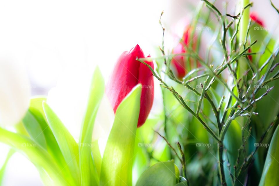 Tulips and blueberry 