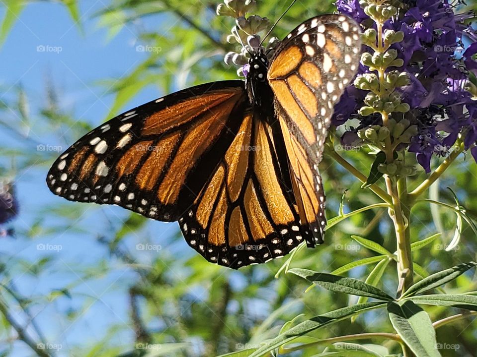 The monarch were recently just officially placed on the endangered species list in July of 2022.  By planting nectar feeding and host plants we can help them in their migrating journey.