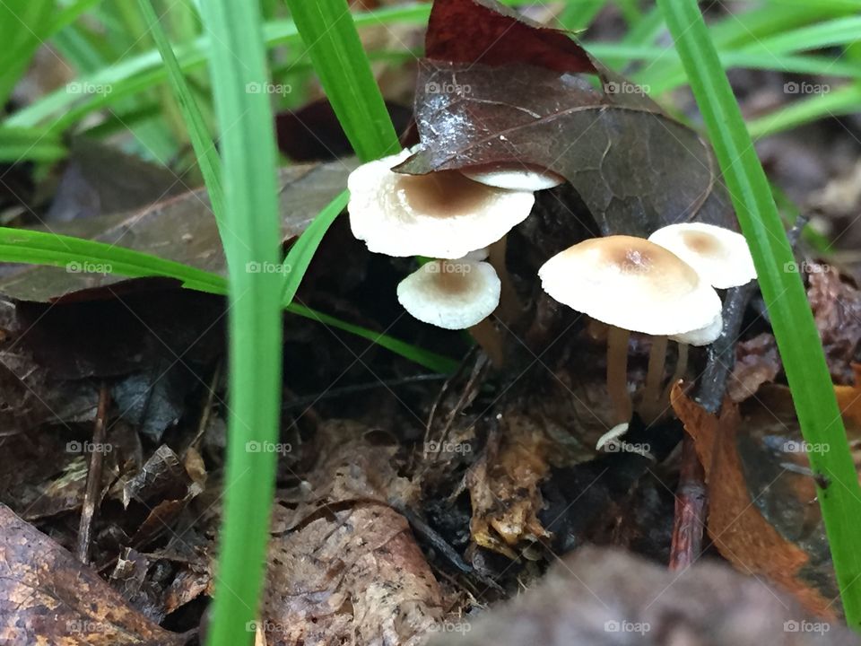 White mushrooms grass leaves