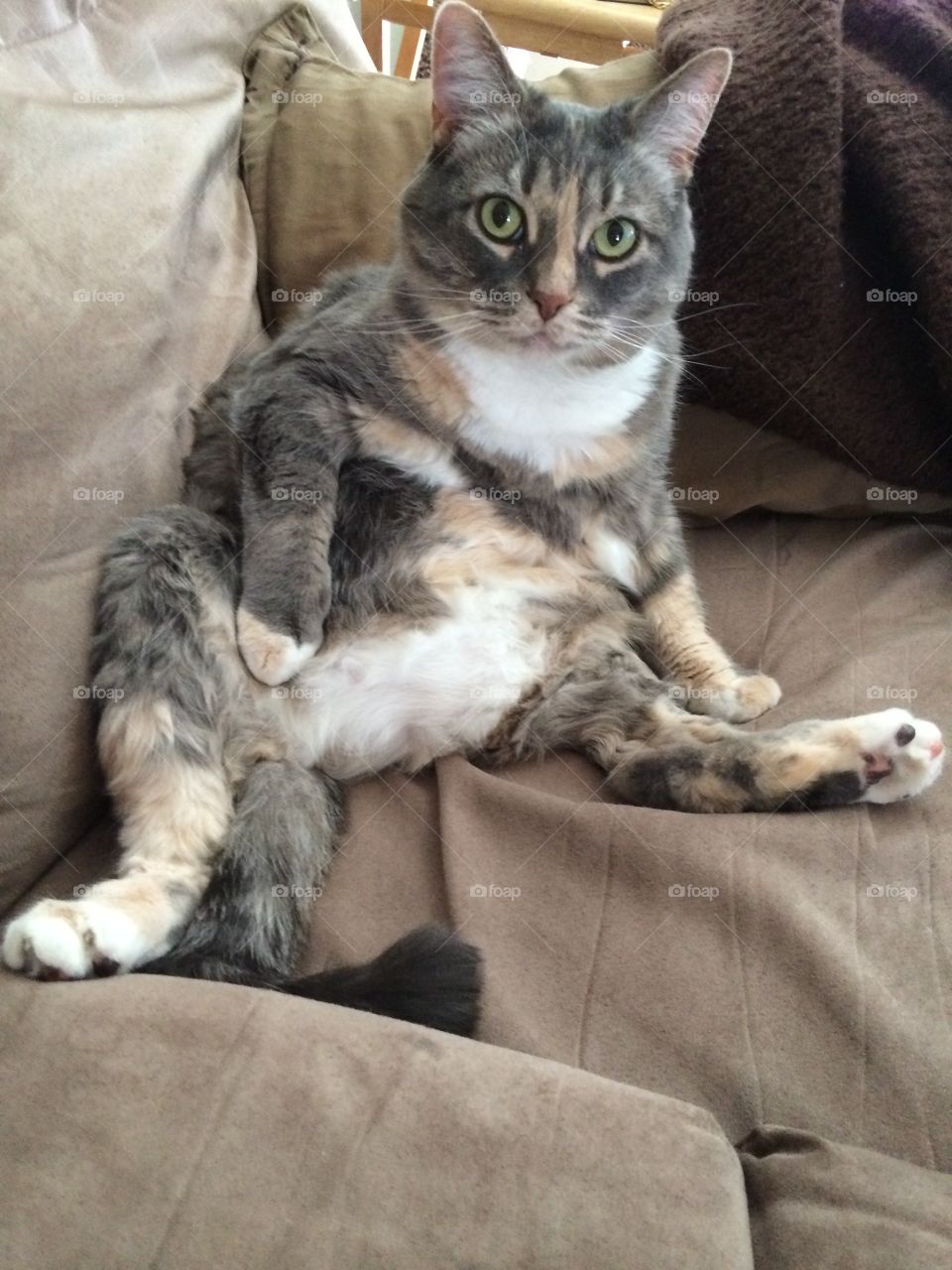 torbie domestic shorthair cat sitting on her back