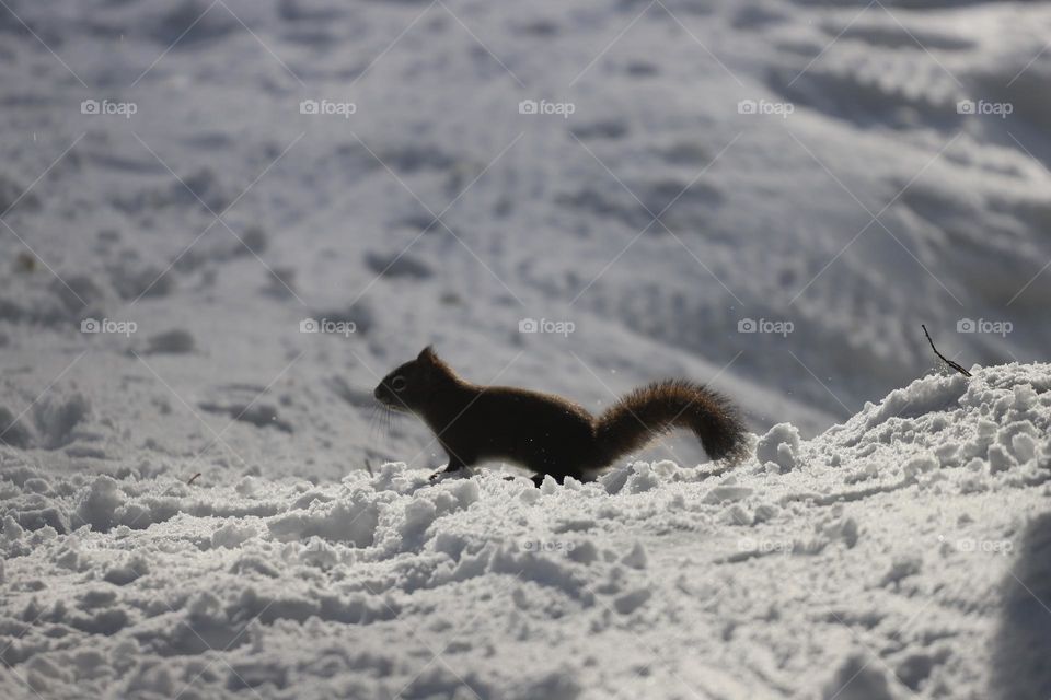 Squirrel on the snow 