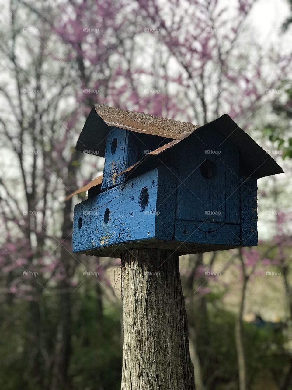  Blue birdhouse in spring