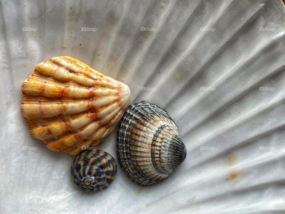 Three seashells sitting inside a large seashell. Close up showing pattern detail and colours