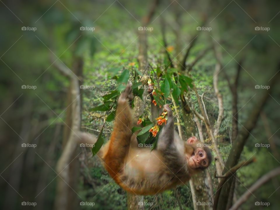 Hanging Monkey. The best moment to capture animal is candid. We must wait until the animal move with their exprestion.
