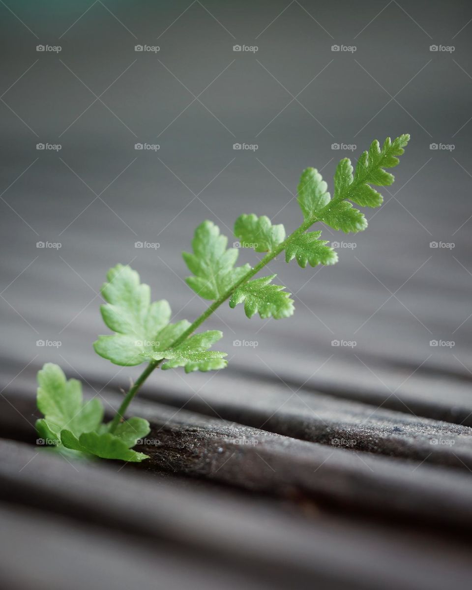 Lonely leaf