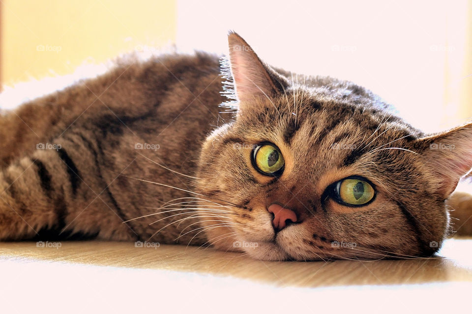 Cat lying on floor