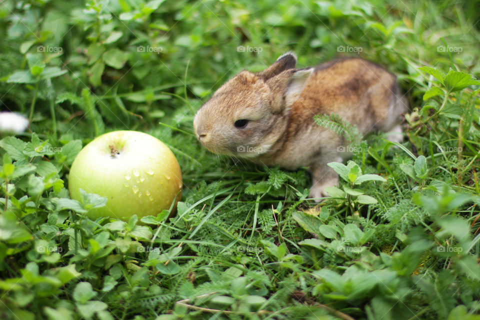 Rabbit with an apple 