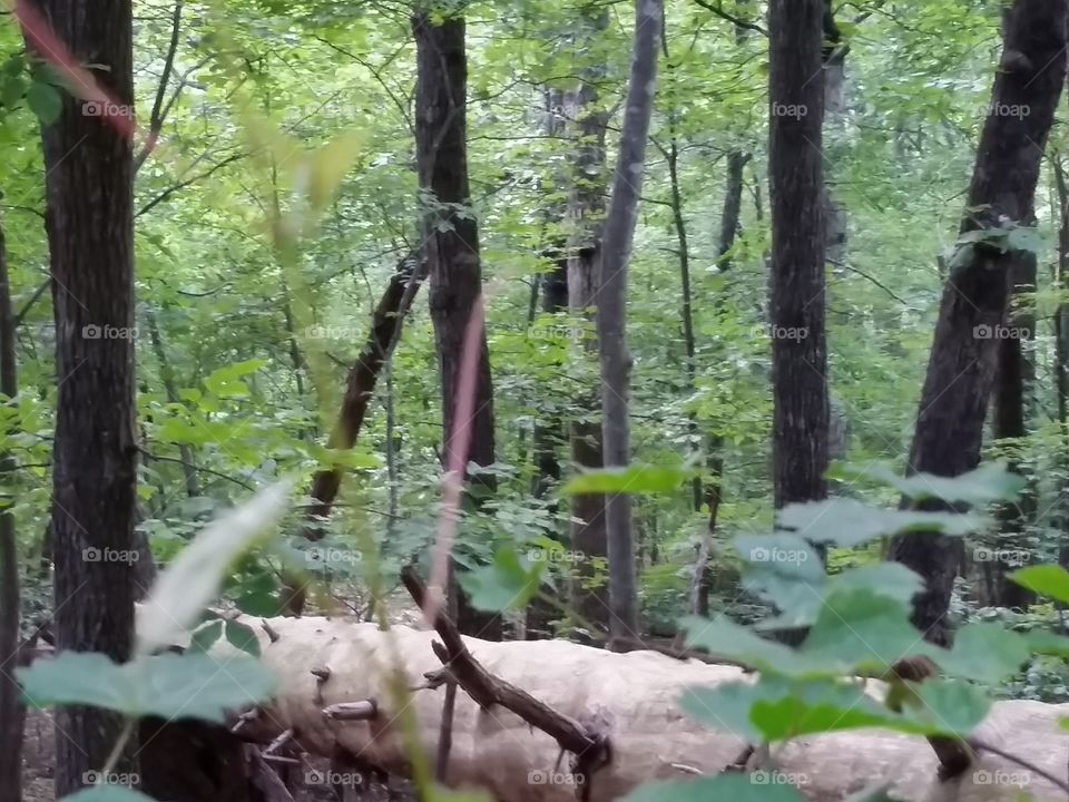 fallen log. shot in the woods