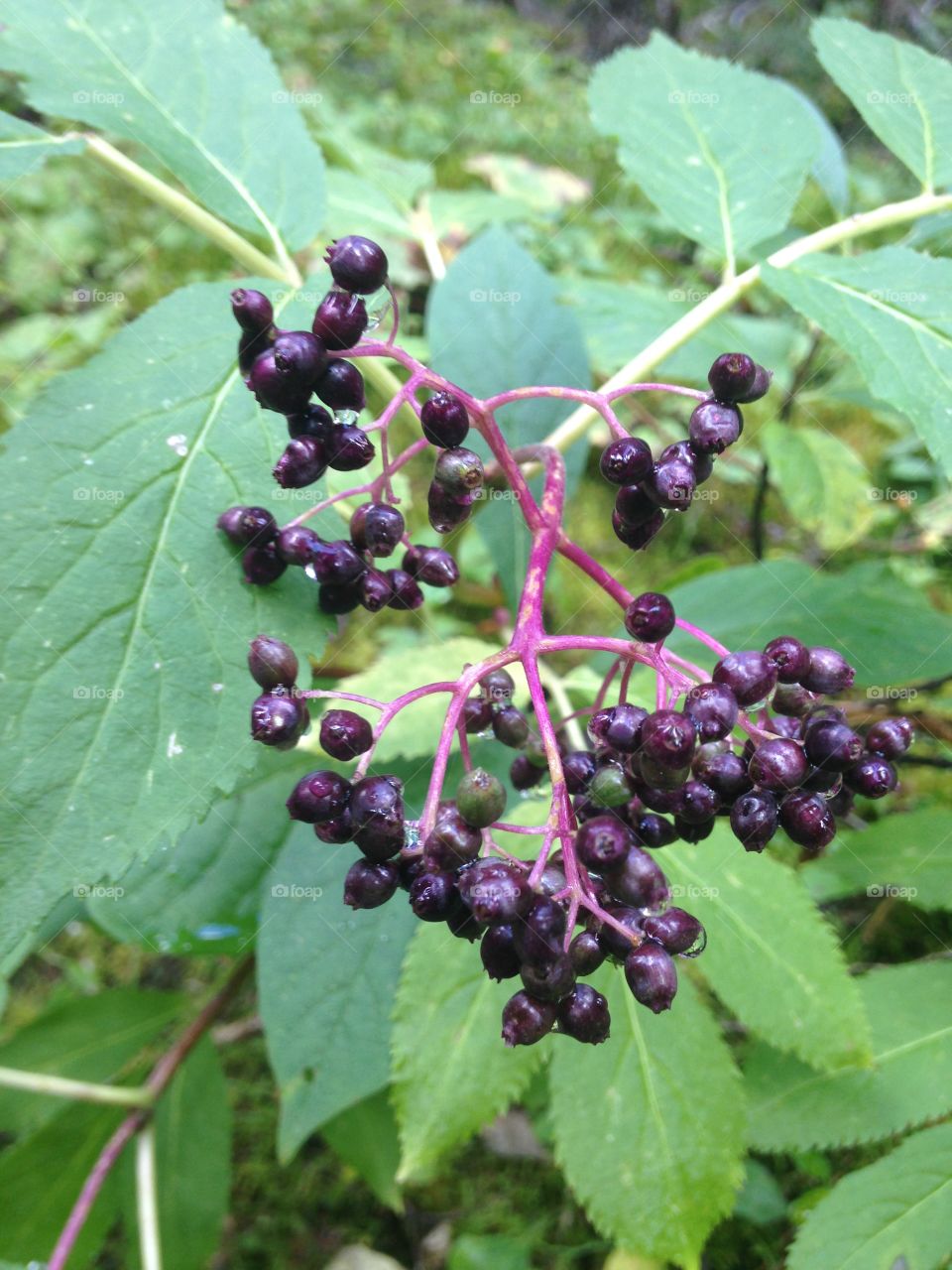 Plant close up 