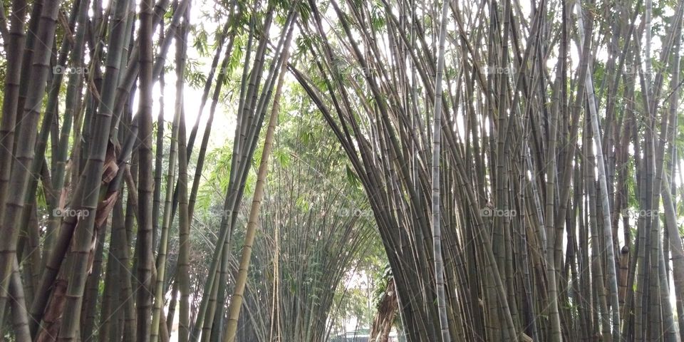 Bamboo of Bogor City