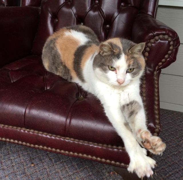 Cat