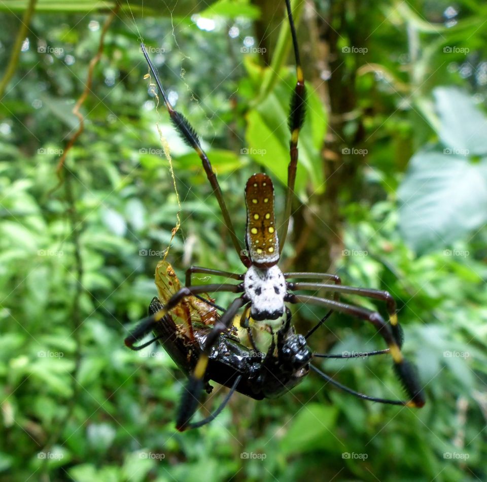 Spider lunch, Costa Rica