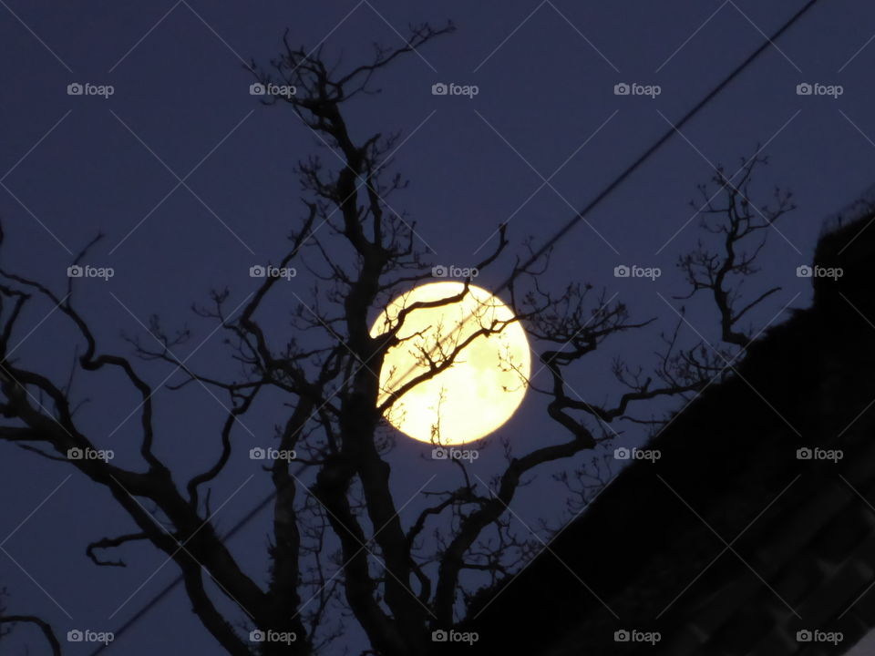 Beautiful full moon behind a tree 
