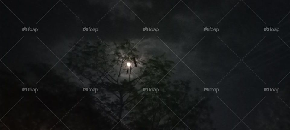 Photo of beautiful full moon 🌕 night 🌃🌉 with trees 🌴🌲. Moon looking very beautiful behind of trees 😍