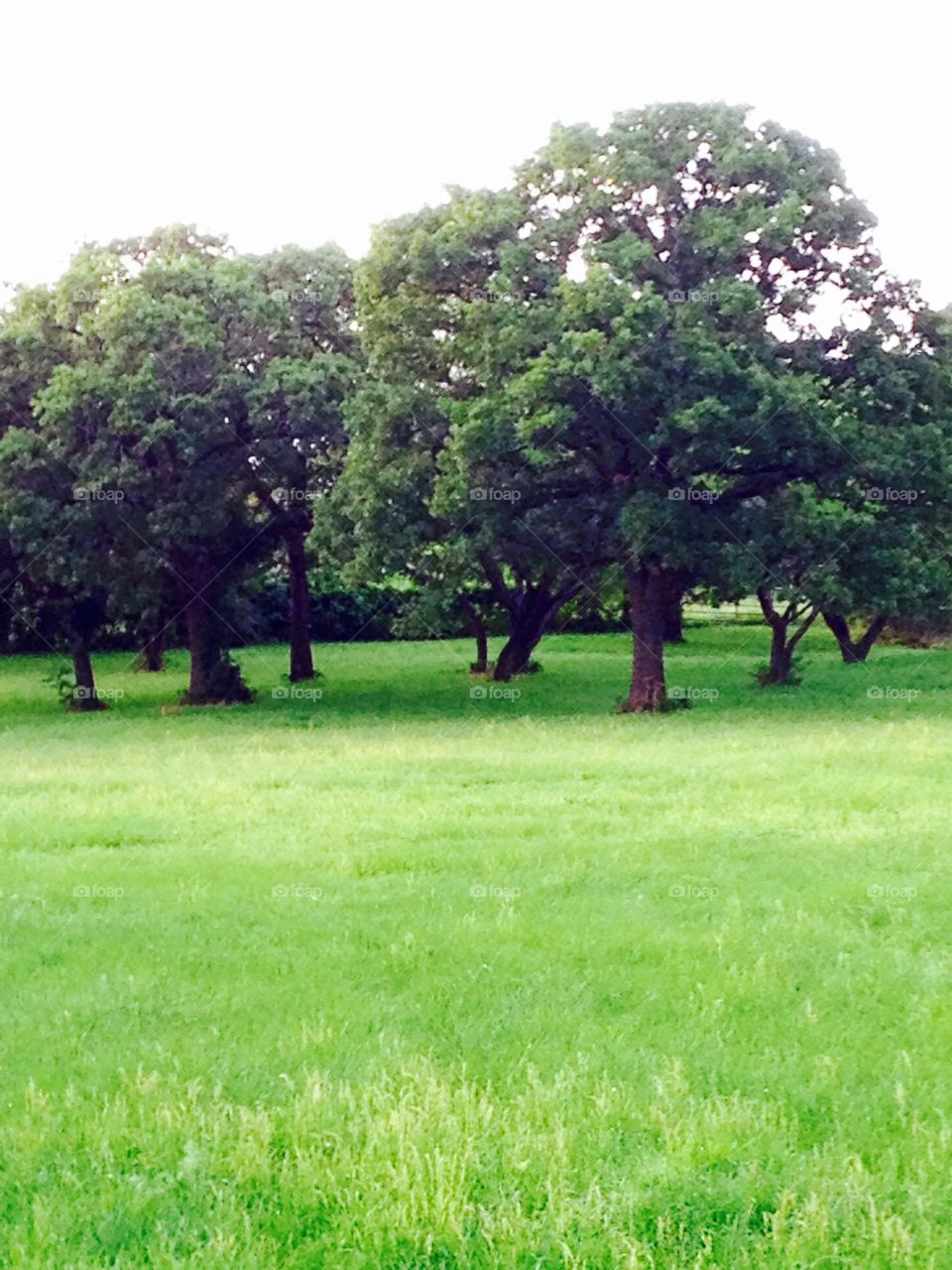 Green wooded pasture