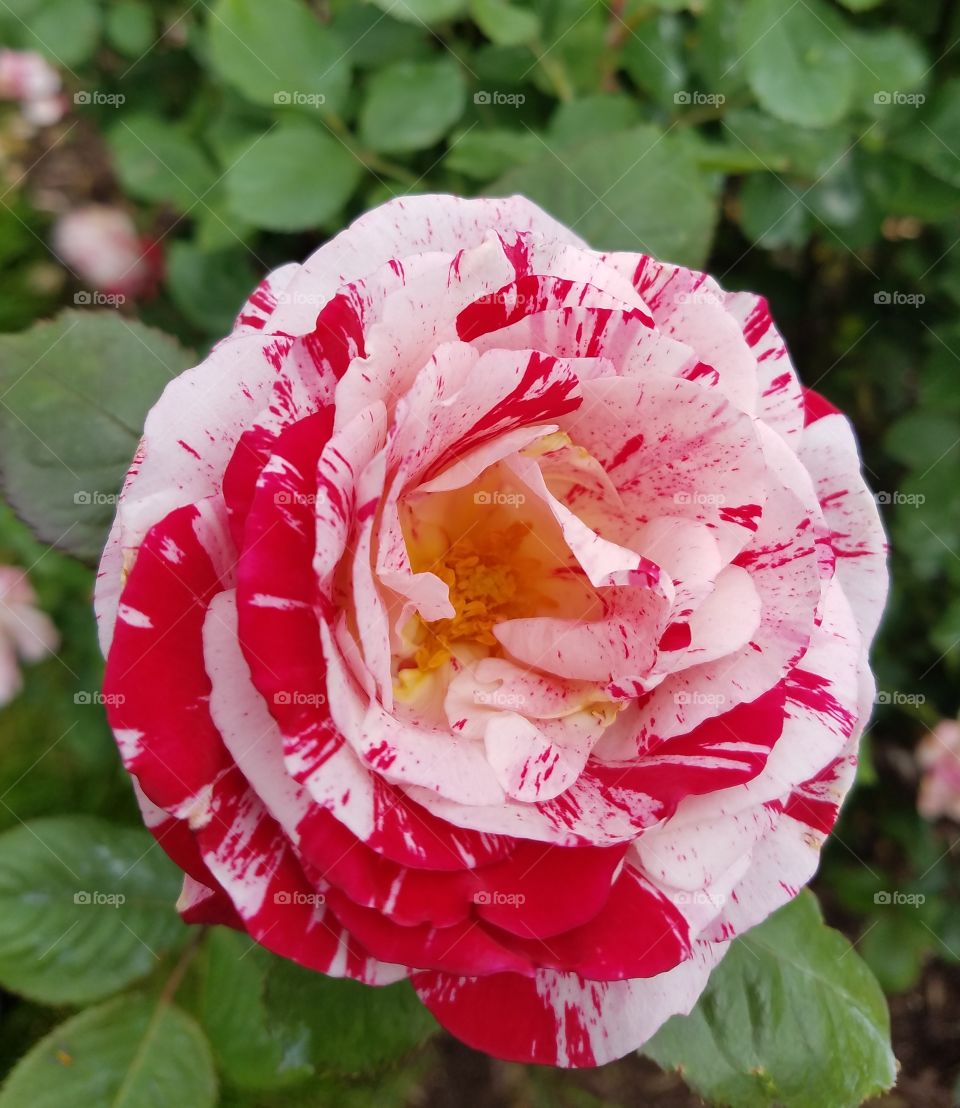 Red and white rose