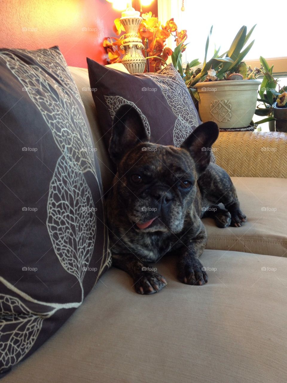 Frenchies likes the Couch