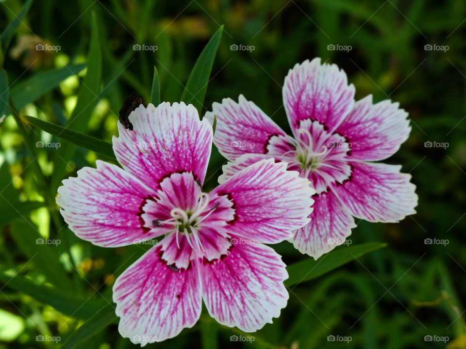 small white and pink edable flower