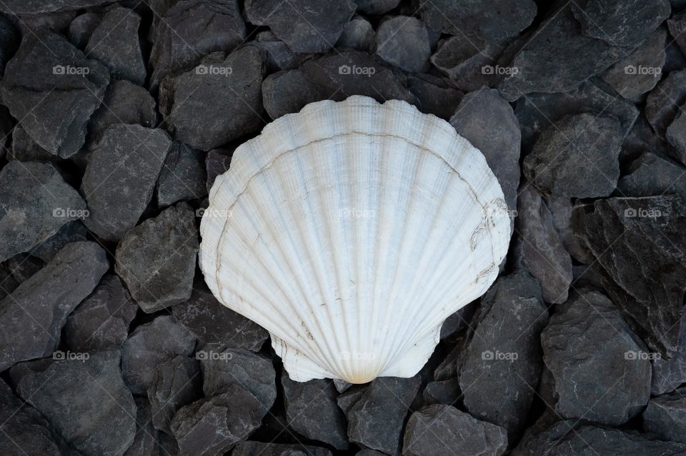 Scallop mussel.