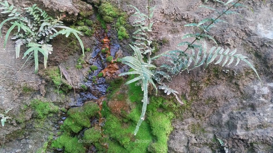 A beautiful scene of valley Moss on the valley edge.
