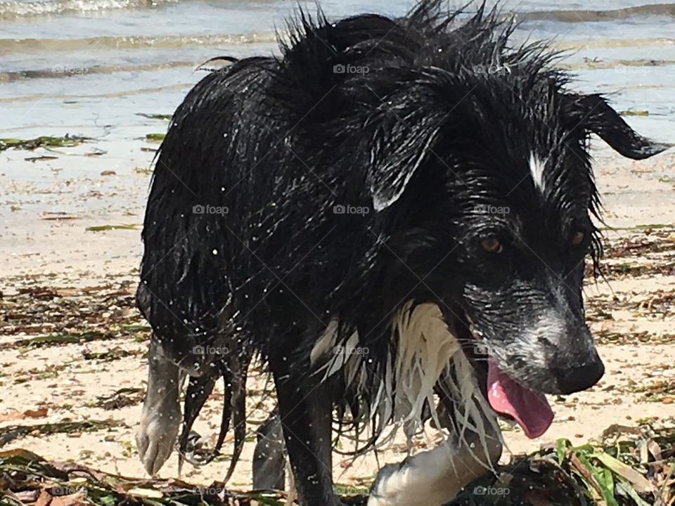 Border collie sheep dog tri colour at beach