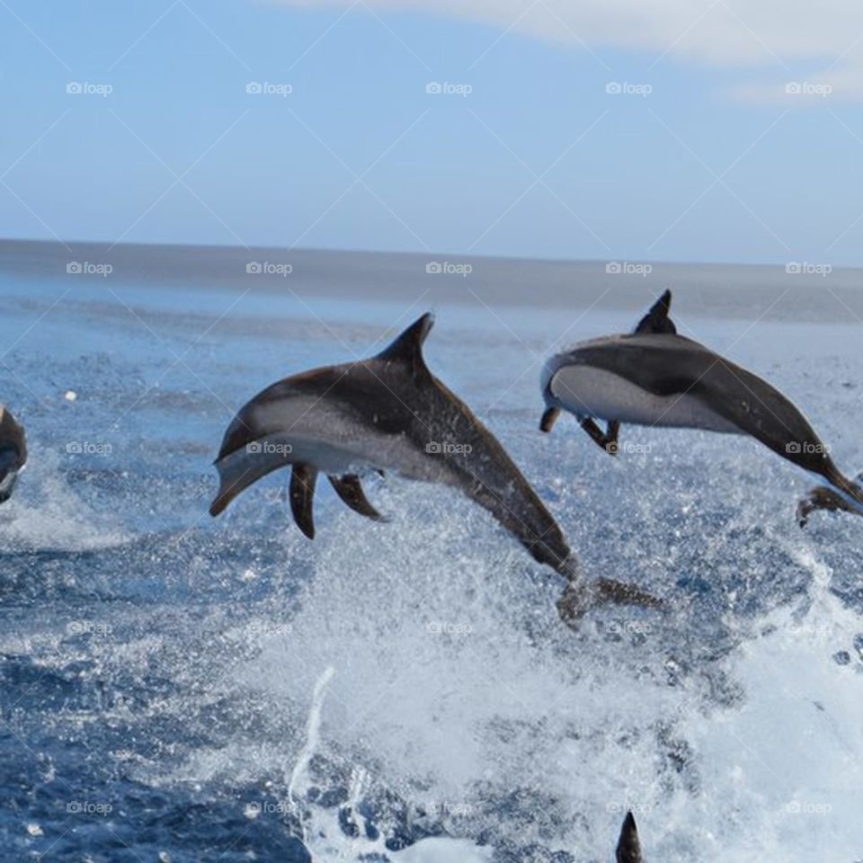 dolphins leaping