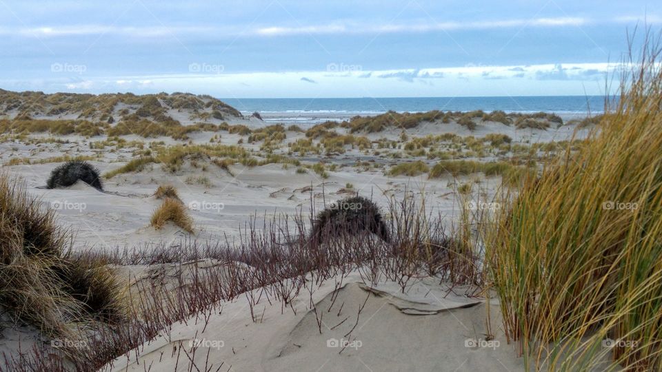 Dunes of sand ang grass near the sea beach