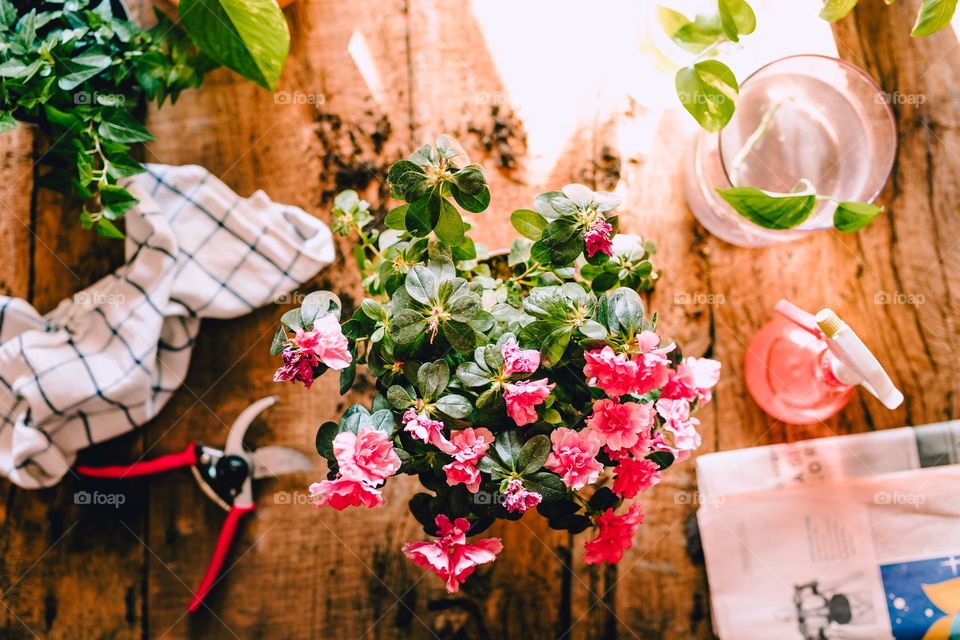 Flowers in a vase