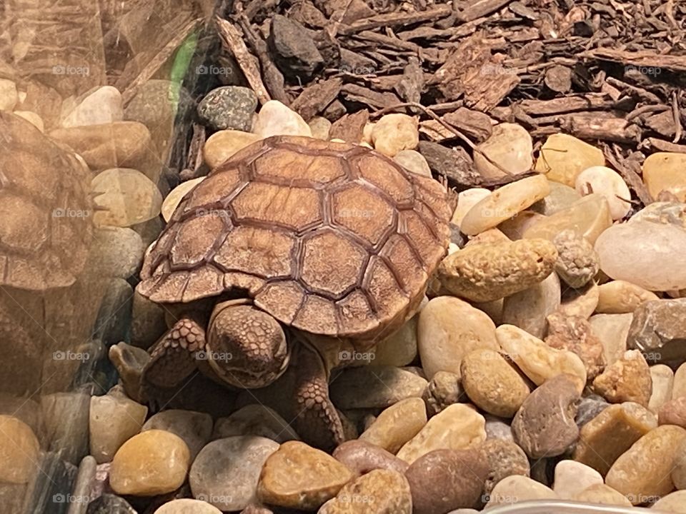 Tortoise 