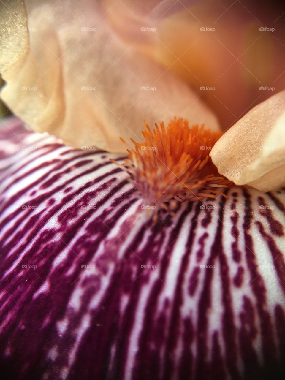 Iris closeup