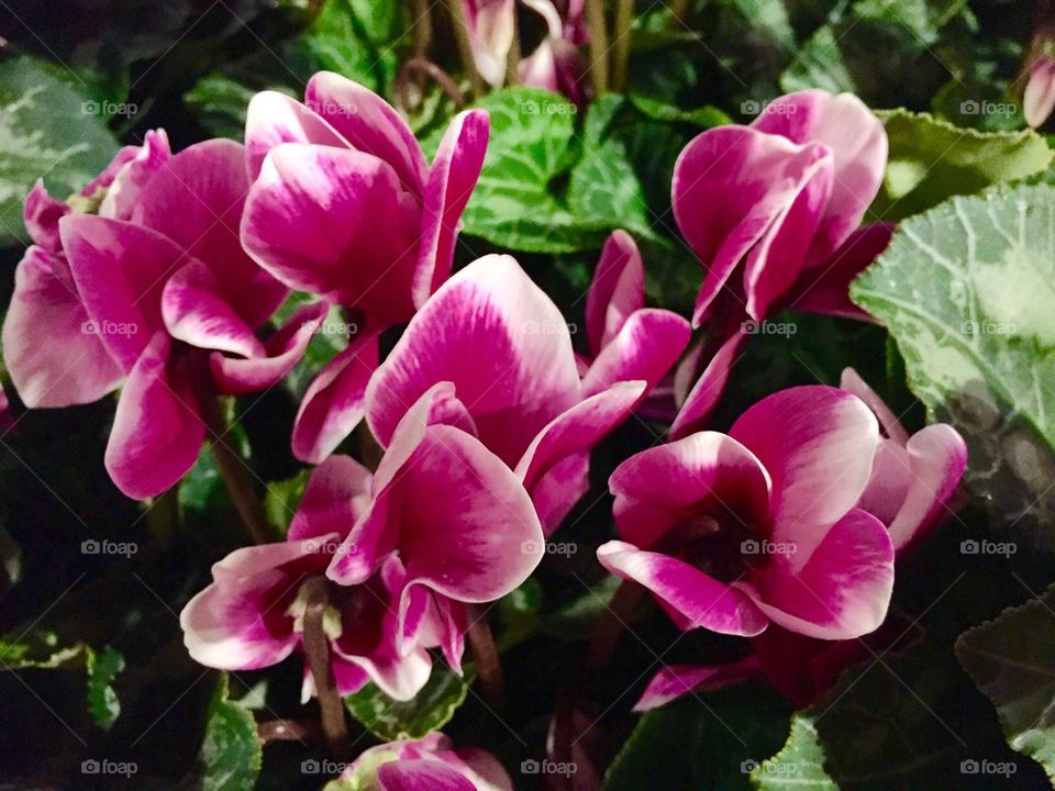 Cyclamen flowers