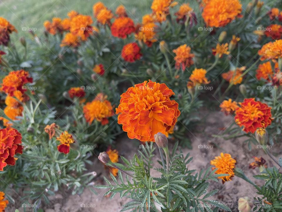 “Orange is the happiest color.”“A Marigold is a flower that never fades. It’s always bright and cheerful, even when the rest of the world seems dark.”