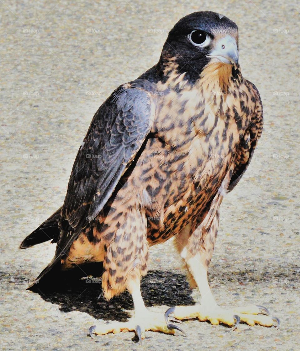 Falcon a bird of prey taking a walk in the Concrete Jungle