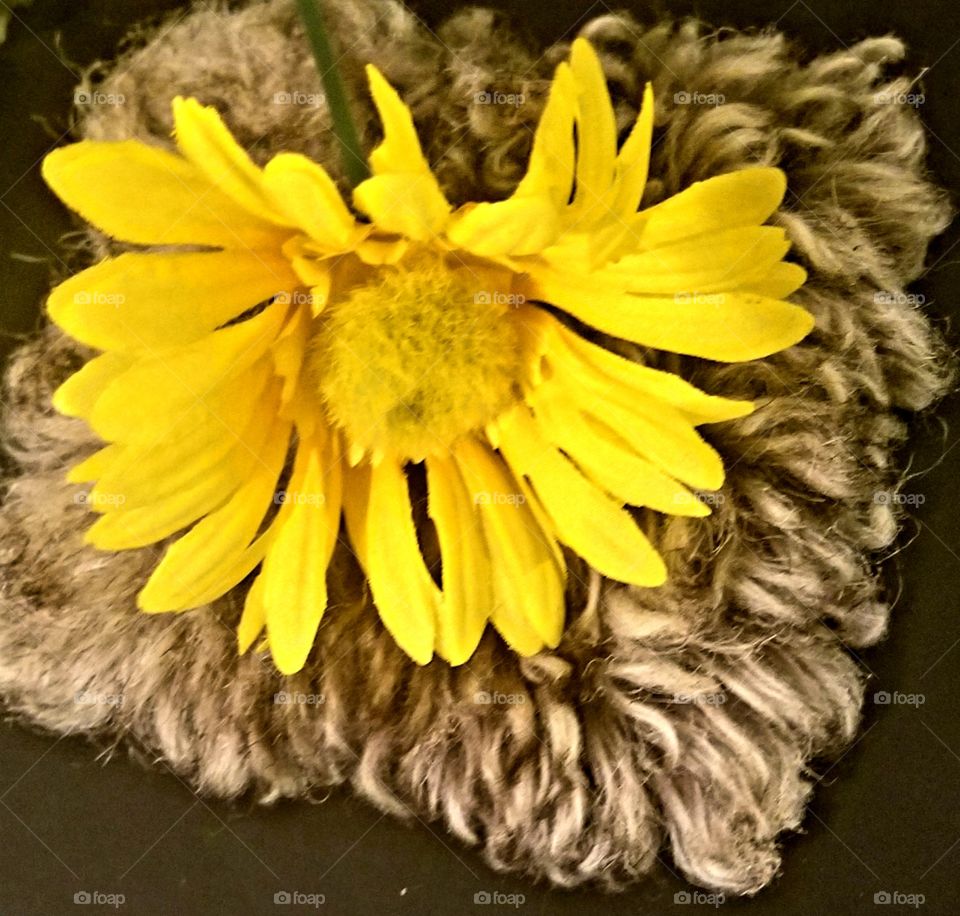 Picture of a yellow flower with a gray background
