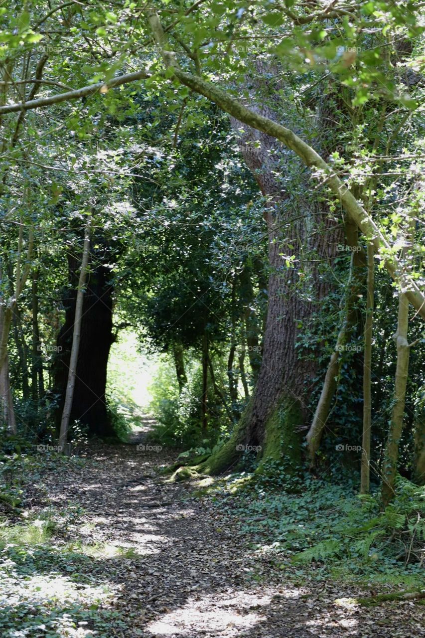 Path into woods tunnel 