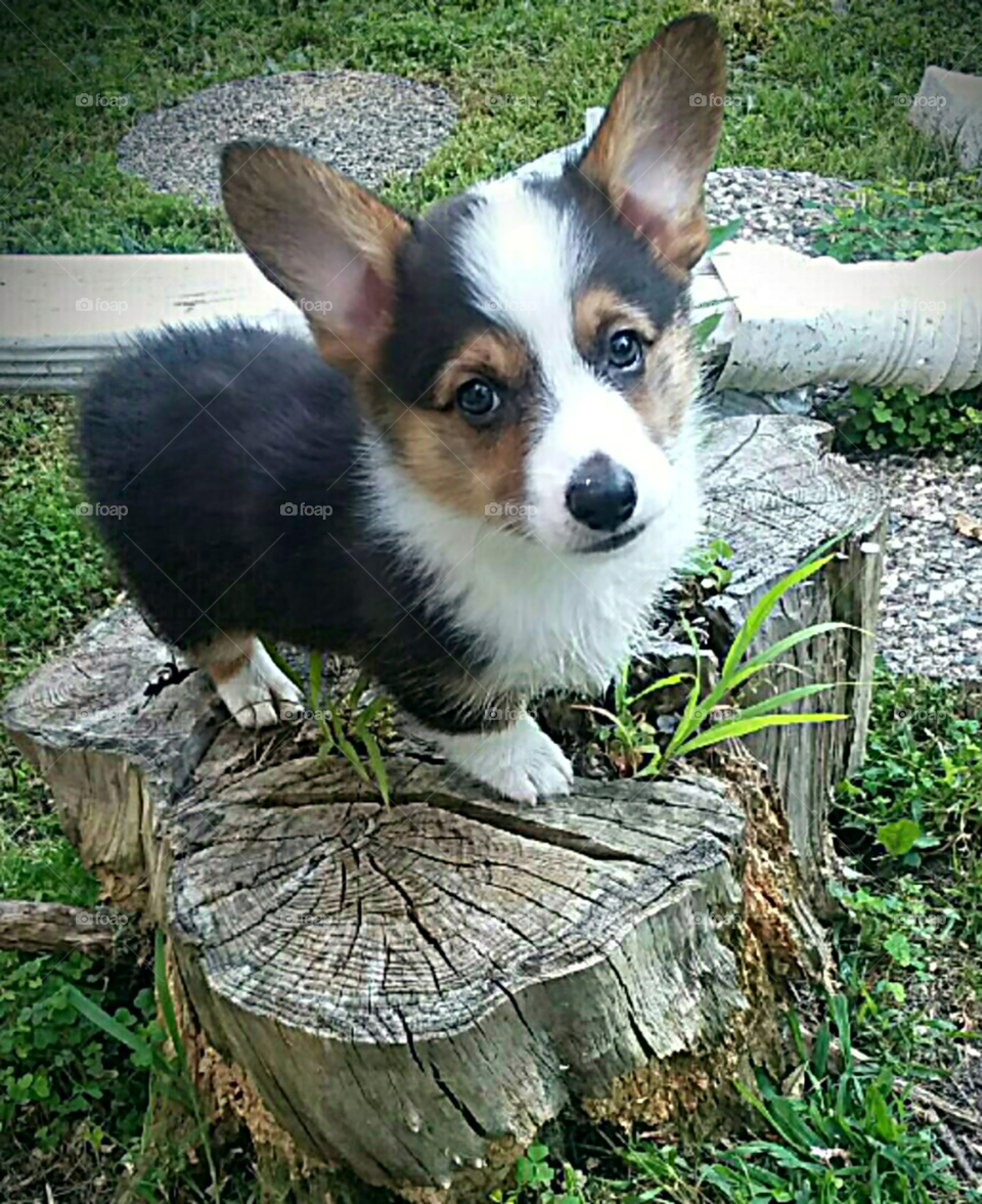 stumps on a stump