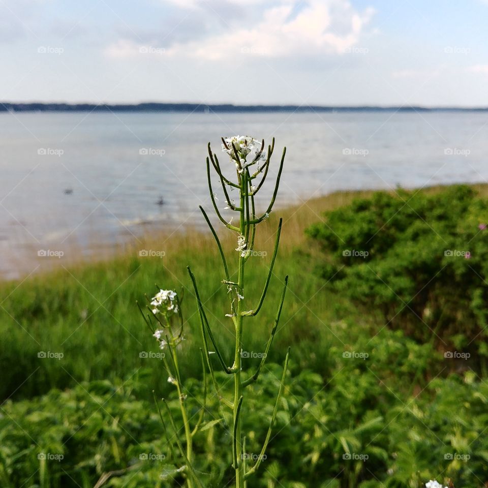 Strand Pflanze Wasser
